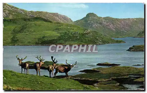 Cartes postales moderne Royal Stag in Velvet Scottish Highlands Ecosse Scotland