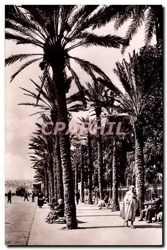 Ansichtskarte AK Alger Square Bresson Allee de Palmiers