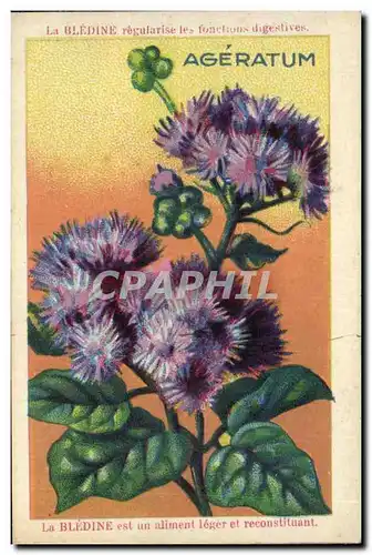 Chromo Bledine Ageratum