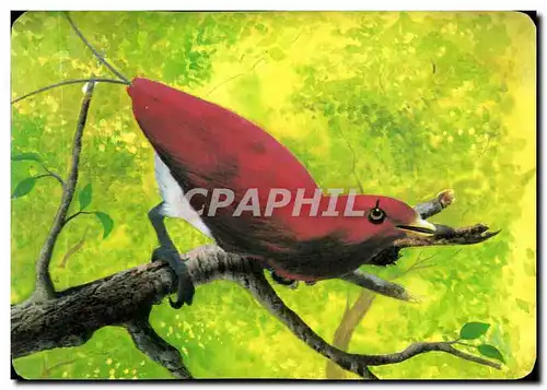 Image Le Paradisier Royal Mickey