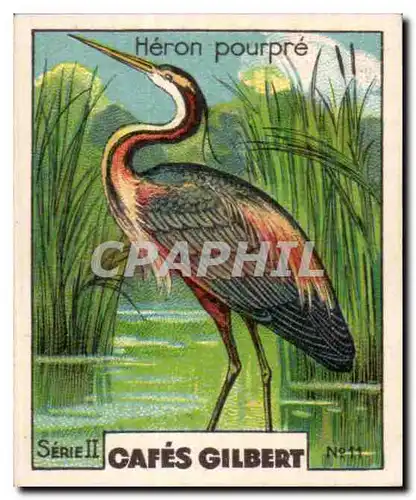 Image Cafes Gilbert Heron pourpre Oiseau