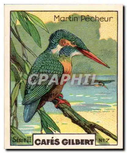 Image Cafes Gilbert Martin Pecheur Oiseau