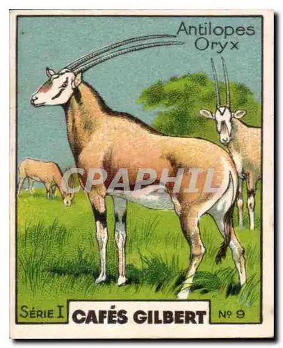 Image Cafes Gilbert Antilopes Oryx