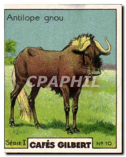 Image Cafes Gilbert Antilope gnou