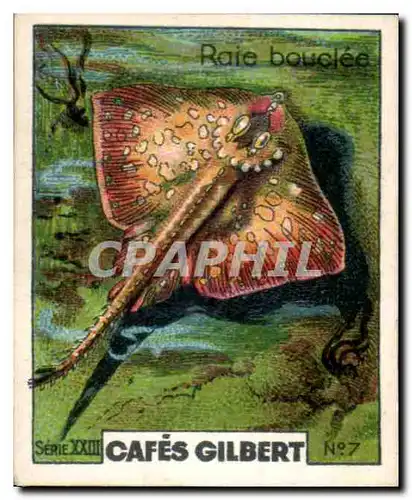 Image Cafes Gilbert Cafes Gilbert Raie bouclee