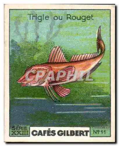 Image Cafes Gilbert Trigle ou Rouget Cafes Gilbert Poisson
