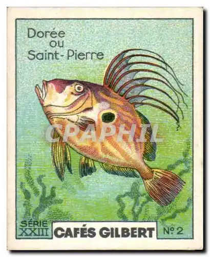 Image Cafes Gilbert Doree Ou Saint Pierre Cafes Gilbert Poisson