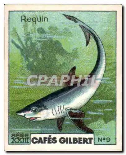 Image Cafes Gilbert Requin Cafes Gilbert Poisson shark