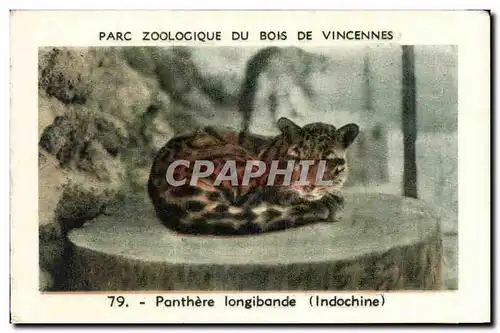 Image Parc zoologique du bois de vincennes Zoo Panthere