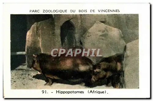 Image Parc zoologique du bois de vincennes Zoo Hippopotames