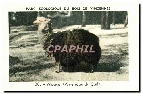 Image Parc zoologique du bois de vincennes alpaca amerique du sud