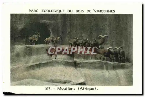 Image Parc zoologique du bois de vincennes mouflons afrique