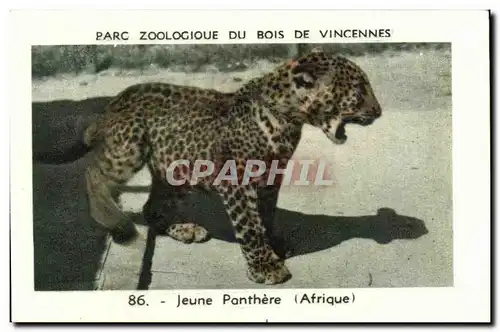 Image Parc zoologique du bois de vincennes jeune panthere afrique