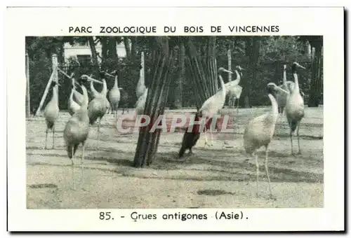 Image Parc zoologique du bois de vincennes grues antigones asie