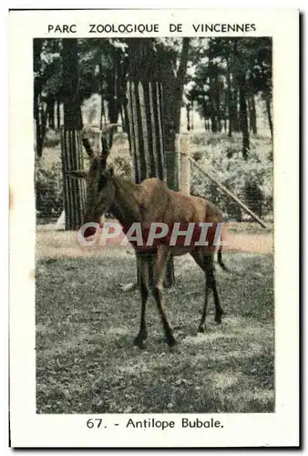 Image Parc zoologique de vincennes antilope bubale