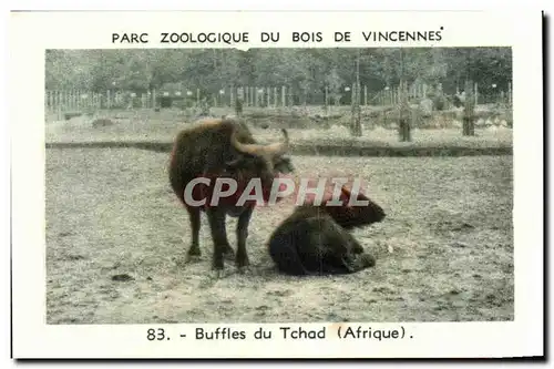 Image Parc zoologique du bois de vincennes buffles du tchad afrique