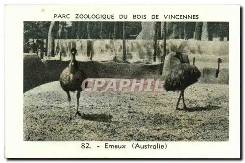 Image Parc zoologique du bois de vincennes emeux australie Australie