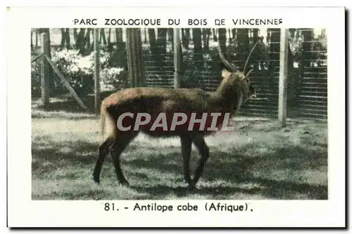 Image Parc zoologique du bois de vincennes antilope cobe afrique
