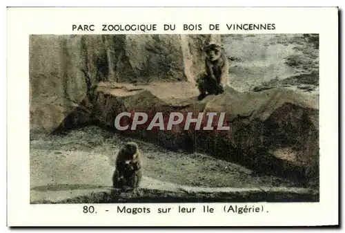 Image Parc zoologique du bois de vincennes magots sur leur ile algerie Monkey singe