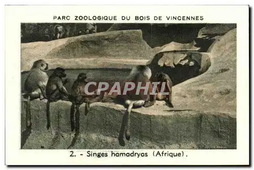 Image Parc zoologique du bois de vincennes singes hamadryas afrique Monkeys