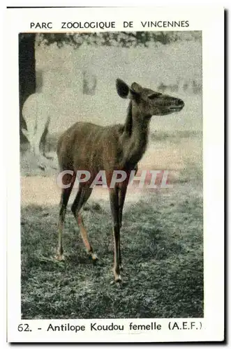 Image Parc zoologique du bois de vincennes antilope koudou femelle