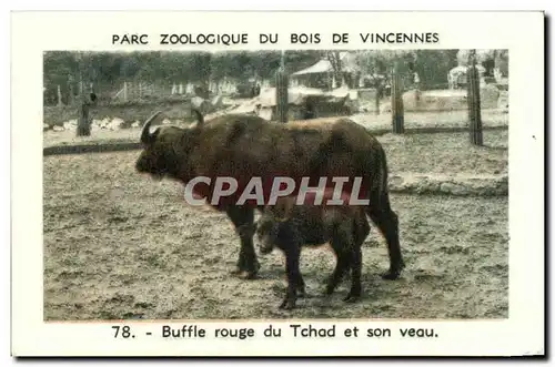 Image Parc zoologique du bois de vincennes buffle rouge du tchad et son veau
