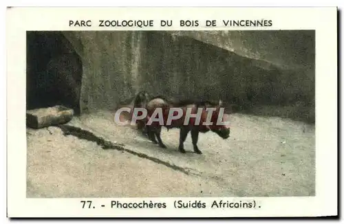 Image Parc zoologique du bois de vincennes phacocheres suides africains