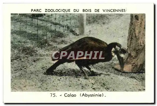 Image Parc zoologique du bois de vincennes calao abyssinie