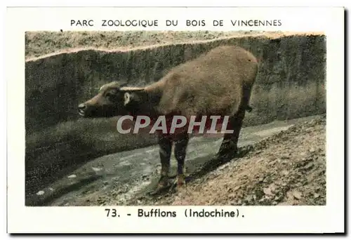 Image Parc zoologique du bois de vincennes bufflons indochine