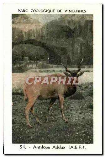 Image Parc zoologique de vincennes antilope addax