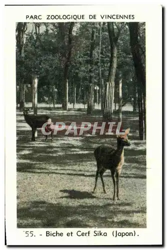 Image Parc zoologique de vincennes biche et cerf sika japon Japan Nippon