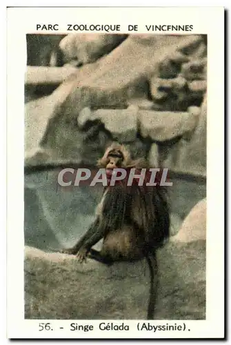 Image Parc zoologique de vincennes single gelada abyssinie Monkey