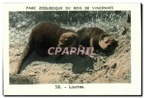 Image Parc zoologique du bois de vincennes loutres