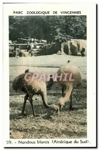 Image Parc zoologique du bois de vincennes nandous blancs amerique du sud