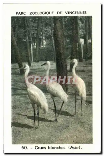Image Parc zoologique de vincennes grues blanches asie