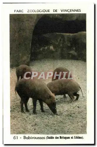 Image Parc zoologique de vincennes babiroussas suides des moluques et celebes