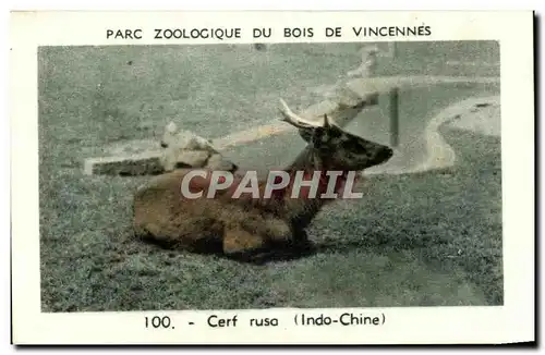 Image Parc zoologique de bois du vincennes cerf ruso indo chine