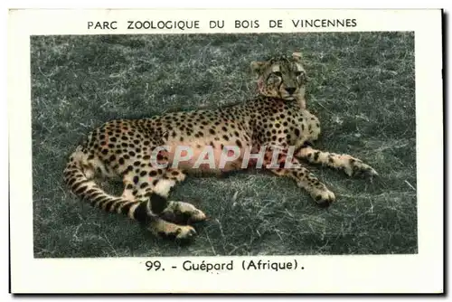 Image Parc zoologique du bois de vincennes guepard afrique
