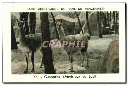 Image Parc zoologique du bois de vincennes guanacos amerique du sud