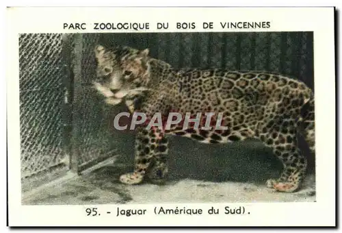Image Parc zoologique du bois de vincennes jaguar amerique du sud