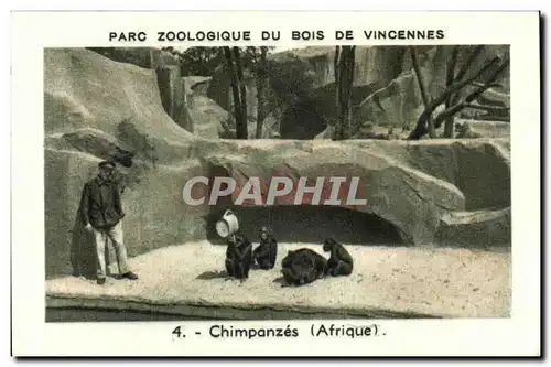 Image Parc zoologique du bois de vincennes chimpanzes afrique