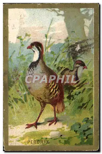 Chromo Perdrix Genre de gallinacees