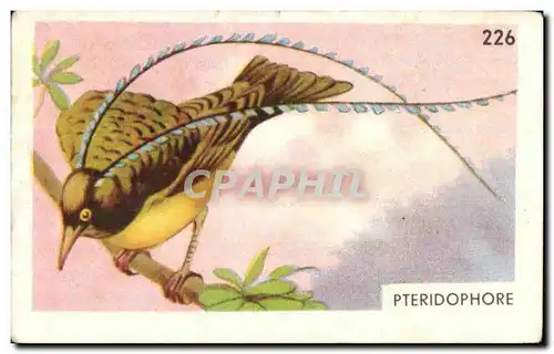 Image Entremets francorusse Pteridophore Oiseau