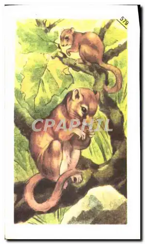 Image Entremets Francorusse Muscardin