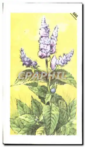 Image Entremets Francorusse Menthe sylvestre