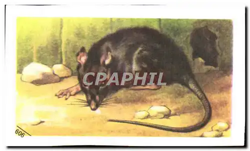 Image Entremets Francorusse Rat Noir