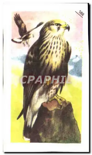 Image Entremets Francorusse Buse pattue