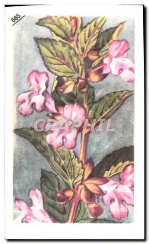 Image Entremets Francorusse Melitte des Bois