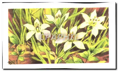 Image Entremets Francorusse Ornithogalle