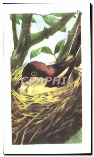 Image Entremets Francorusse Pie Grieche a Tete Rousse